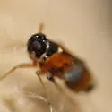Flavoclypeus andromedus - photo 5