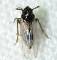 Flavoclypeus nitens - photo 2