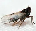 Flavoclypeus nitens - photo 3