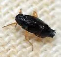 Flavoclypeus nitens - photo 4
