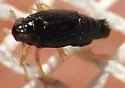 Flavoclypeus nitens - photo 5