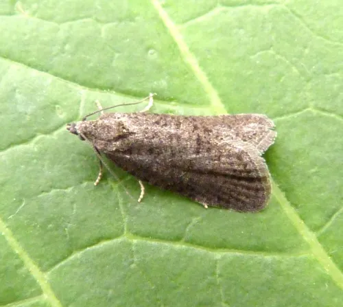 Flax Tortrix