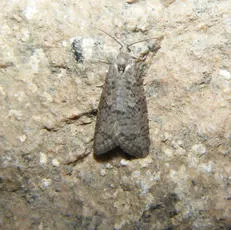 Flax Tortrix - photo 2