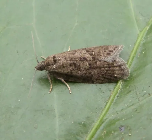 Flax Tortrix - photo 3