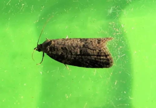 Flax Tortrix - photo 4