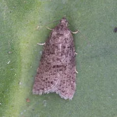 Flax Tortrix - photo 5