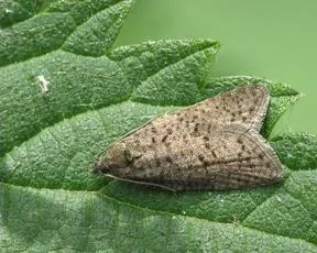 Flax Tortrix - photo 6