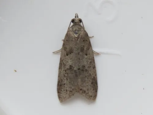 Flax Tortrix - photo 7