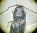 Fleutiauxellus manki - photo 2