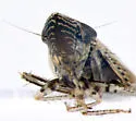 Flexamia abbreviata