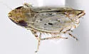 Flexamia abbreviata - photo 2