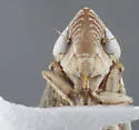 Flexamia abbreviata - photo 5