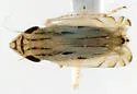 Flexamia albida