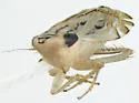 Flexamia albida - photo 3