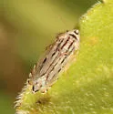 Flexamia albida - photo 4