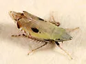 Flexamia areolata
