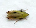 Flexamia areolata - photo 4