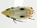 Flexamia areolata - photo 5