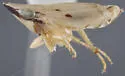 Flexamia arizonensis