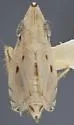 Flexamia arizonensis - photo 2