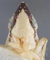 Flexamia arizonensis - photo 3