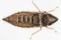 Flexamia atlantica - photo 3
