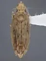 Flexamia atlantica - photo 5