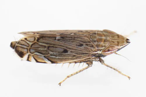 Flexamia clayi