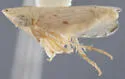 Flexamia curvata