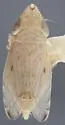 Flexamia curvata - photo 2