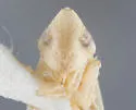 Flexamia curvata - photo 3