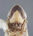 Flexamia decora - photo 3