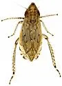 Flexamia doeringae