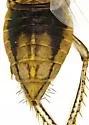 Flexamia doeringae - photo 3