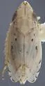 Flexamia flexulosa - photo 2