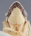 Flexamia flexulosa - photo 3