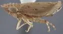 Flexamia graminea