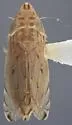 Flexamia graminea - photo 2