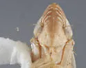 Flexamia graminea - photo 3