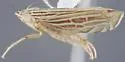 Flexamia grammica