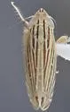 Flexamia grammica - photo 2