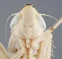 Flexamia grammica - photo 3