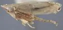 Flexamia inflata