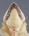 Flexamia modica - photo 3