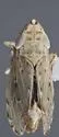 Flexamia pectinata - photo 2