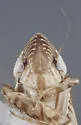 Flexamia pectinata - photo 3