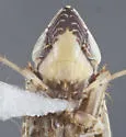 Flexamia picta - photo 3