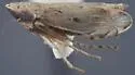 Flexamia prairiana