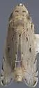 Flexamia prairiana - photo 2