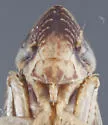 Flexamia prairiana - photo 3